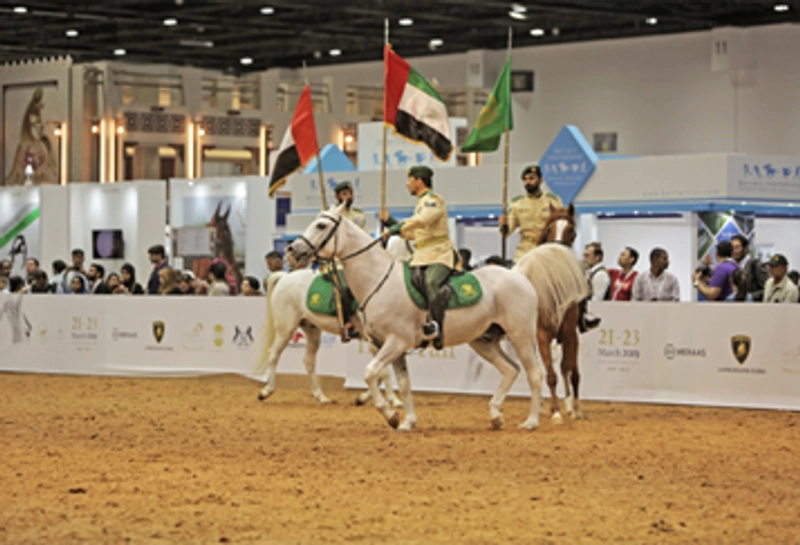 Inside Dubai International Horse Fair: B2B Key Insights - 1