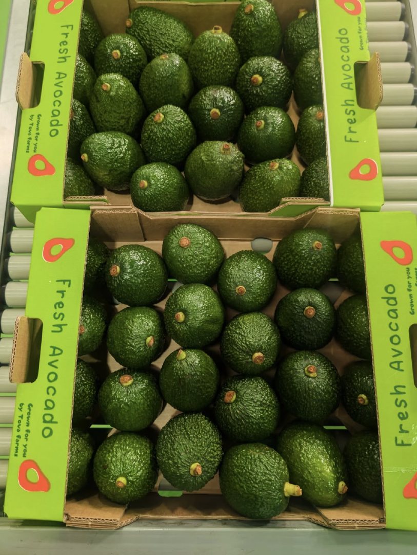 Fresh Harvest – Premium Healthy Avocados | New Zealand Origin 24 Pieces per Box For Sale