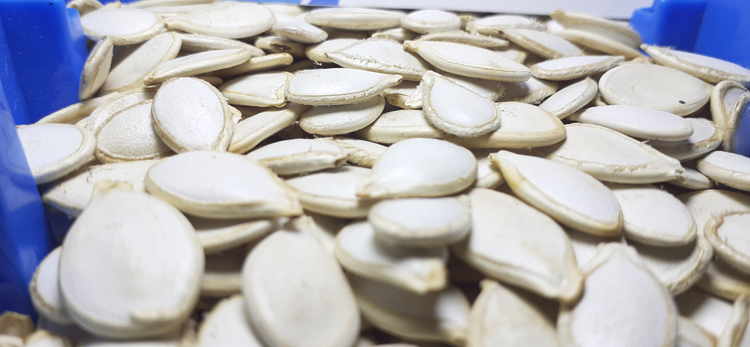 Rich Quality High Grade Pure Natural Organic Pumpkin Seeds Kernels from Top Supplier