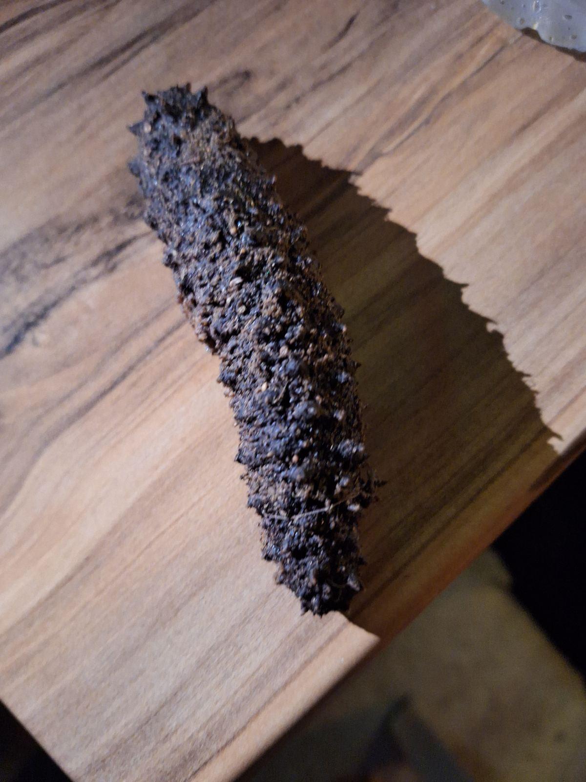 Dried Sea Cucumbers