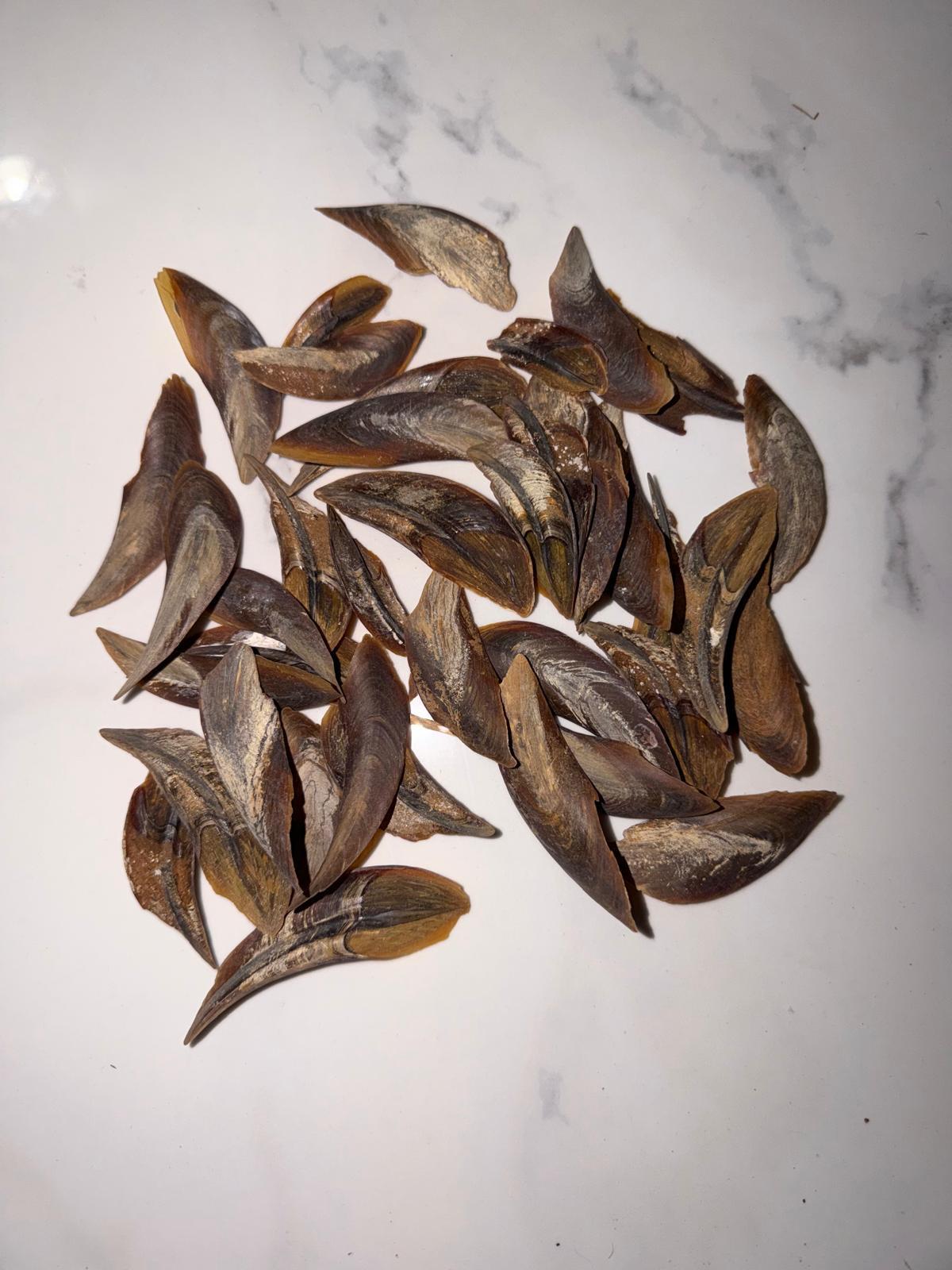 Natural Dried Conch Operculums View 1