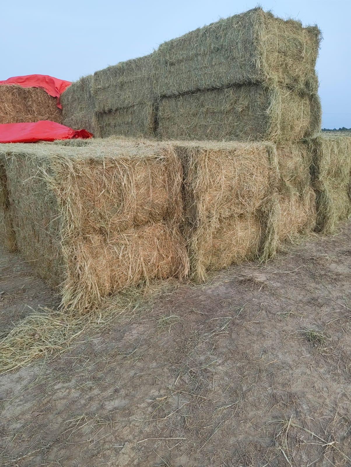 Premium Rhodes grass