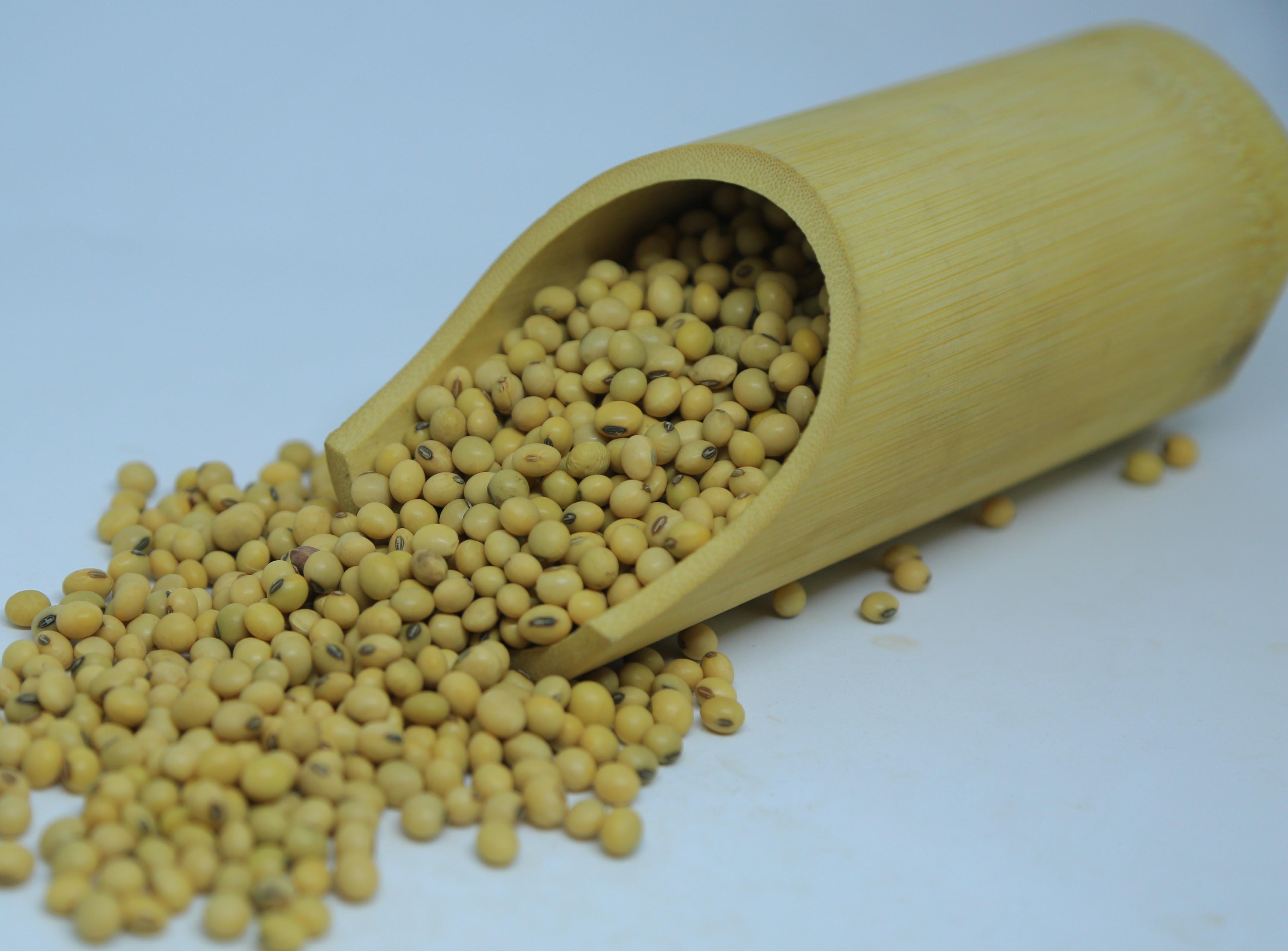 2024 Harvest Ethiopian Soya Beans - 14% Max Moisture, Grade 1 Quality, Bulk Quantity Available