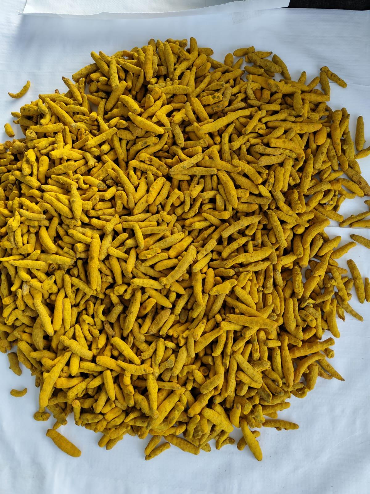 Export Quality Indian Turmeric Fingers (Double Polished) - High Curcumin %
