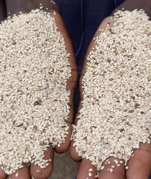 Premium Quality White Sesame Seeds