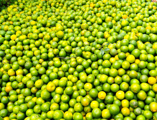 Top 8 Lemon Suppliers in France in May 2025: A Data-Driven Analysis of France’s Lemon Export Market