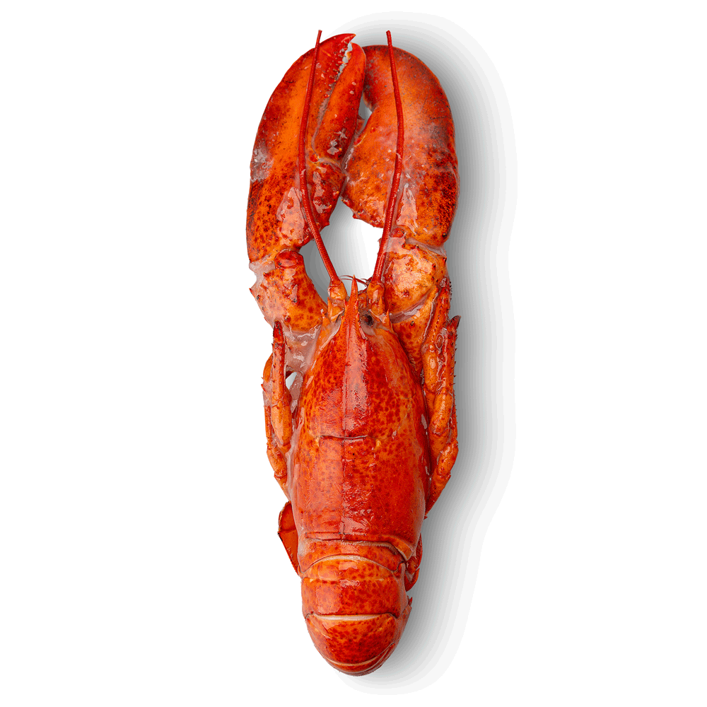 Whole Frozen Lobster and Tails Premium Grade Of Product Quality Export Manufacture Market