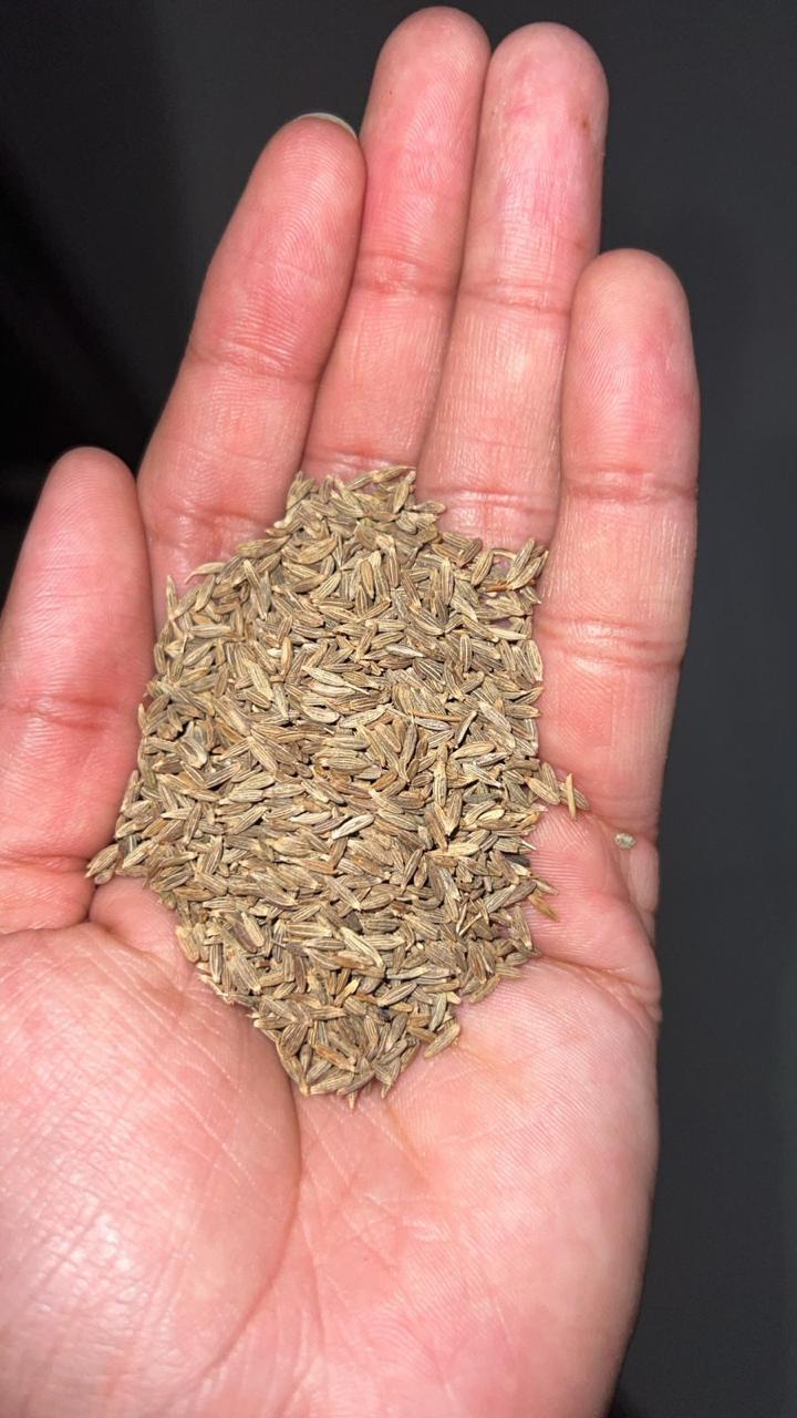 Dried Cumin Seeds