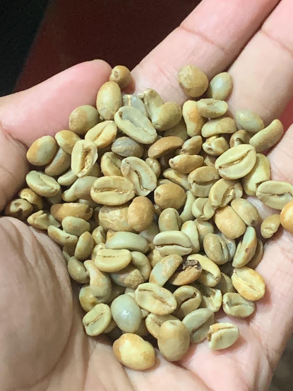 Robusta Green Beans Grade 1