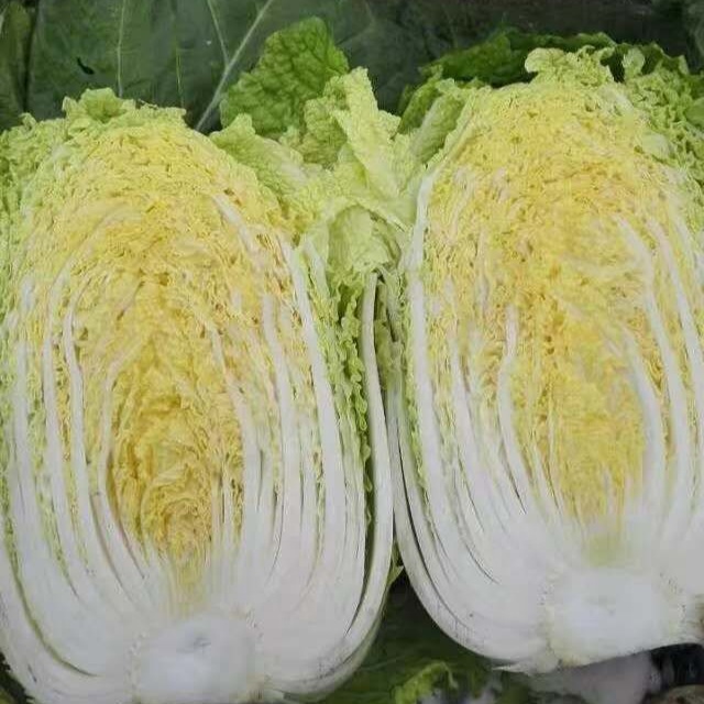 Wholesale Fresh Cabbage For Making Kimchi