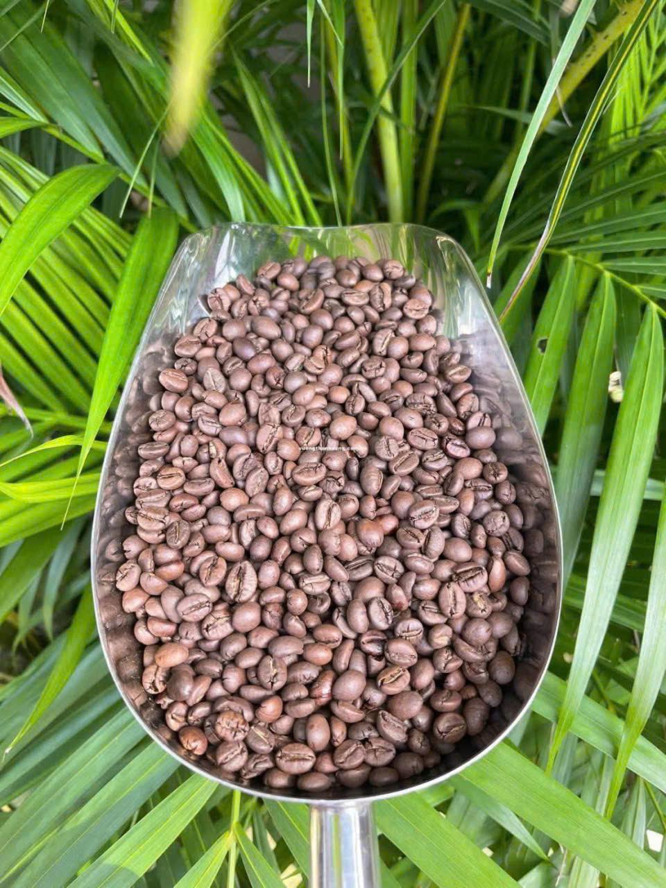 VIETNAM GREEN COFEE BEANS ROBUSTA & ARABICA EXORT QUALITY Organic No, Yes Decaffeinated No Degree of Processing Raw Bean Type Arabica, Robusta