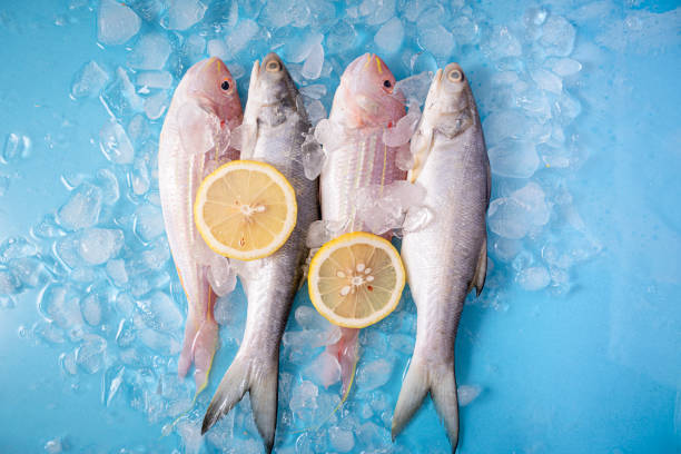 A Comprehensive Guide to Sourcing High-Quality Fish: Top 4 Fish Suppliers in Belgium in Quarter 3 of 2025