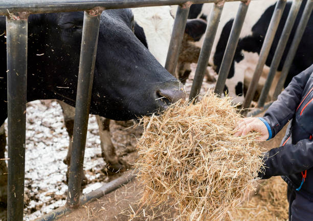 Your Expert Guide to Procuring Top-Tier Animal Cattle Feed: Top 5 Animal Cattle Feed Suppliers in India in Quarter 3 of 2025