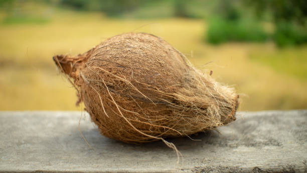 Top 7 Coconut Suppliers in Vietnam in Week 12 of 2025