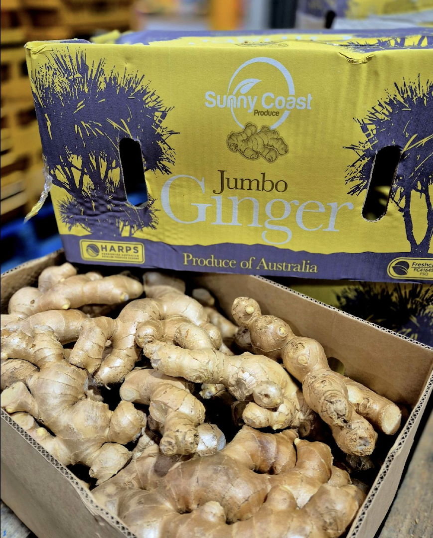 SUPERIOR QUALITY JUMBO GINGER BRAND LARGE SIZE FRESH GINGER WITH STRONG FIBER STRUCTURE 13Kg CARTONS READY FOR EXPORT