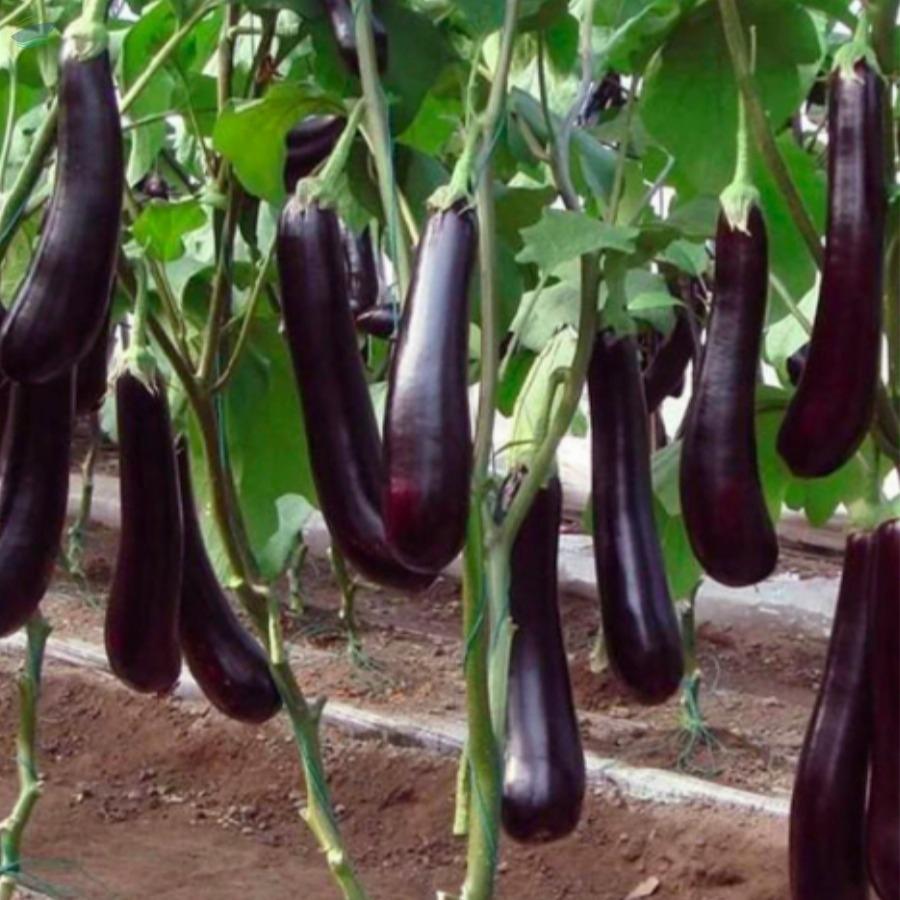 Fresh Brinjal