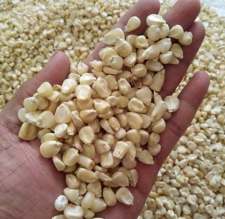 Dried Grade 2 Yellow Maize/Corn, Non-GMO, Fit for Human Consumption and Animal Feed