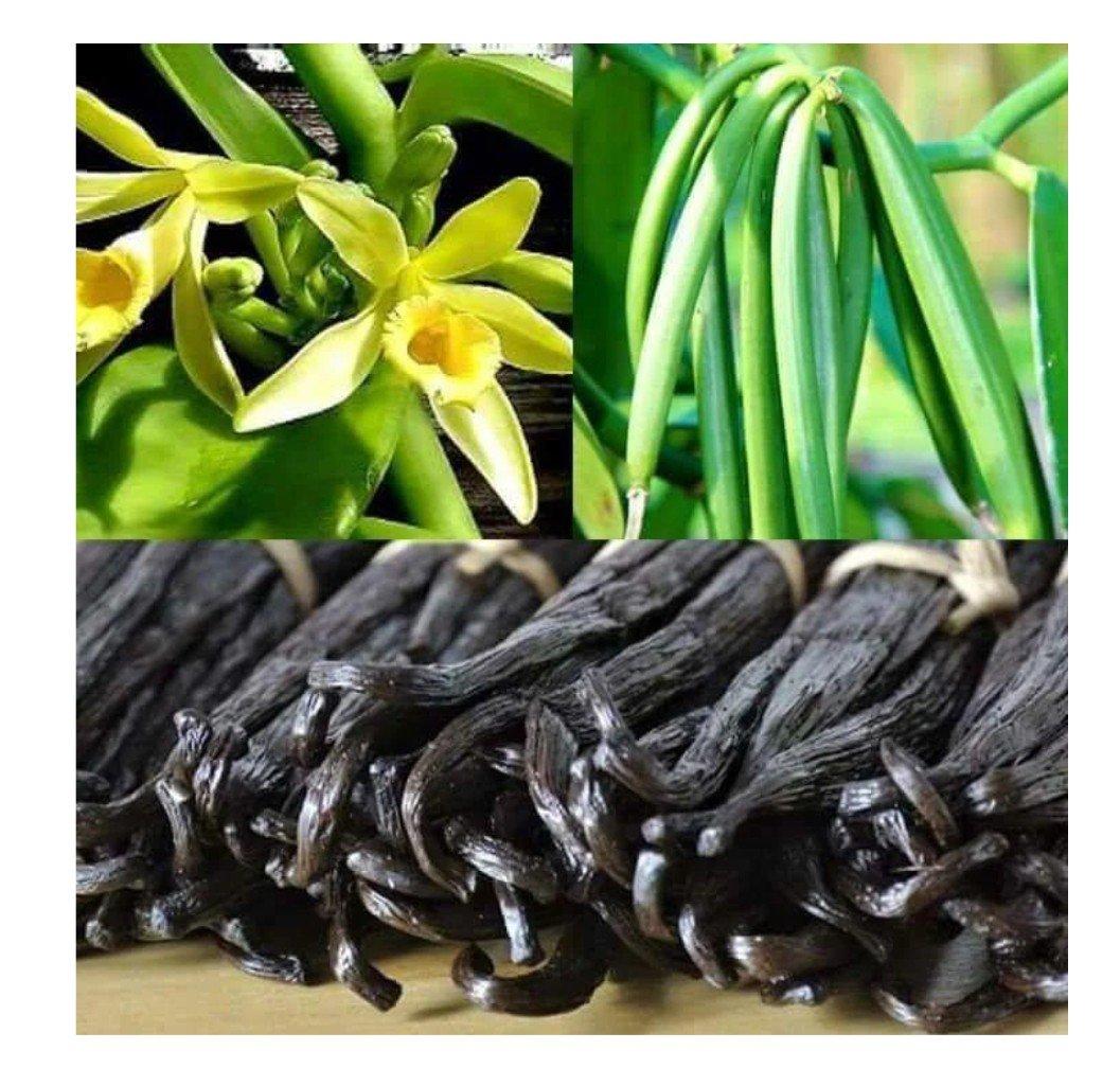 Vanilla Beans A B Grades and 100% Pure Vanilla Powder