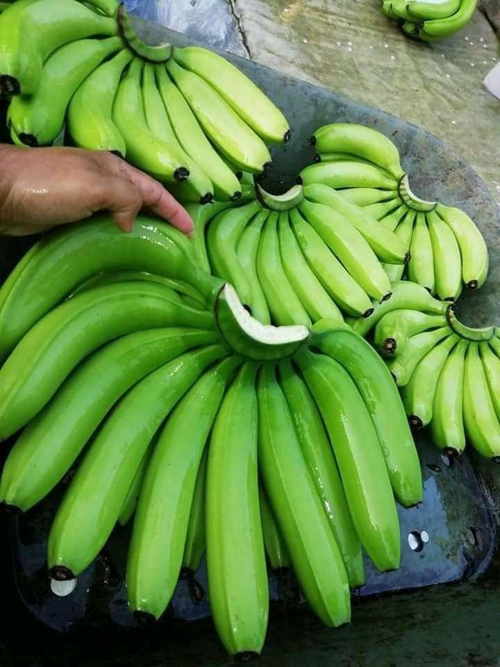 Green Bananas Bunch