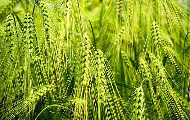 A Comprehensive Guide to Sourcing High-Quality Barley: Top 3 Barley Suppliers in South Africa in Year 2025