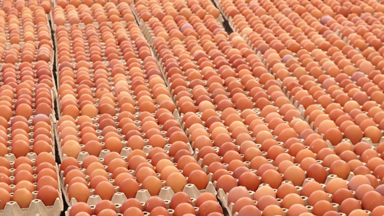 Top 3 Chicken Eggs Suppliers in Thailand in Year 2025: A Market Snapshot Amid Shifting Dynamics