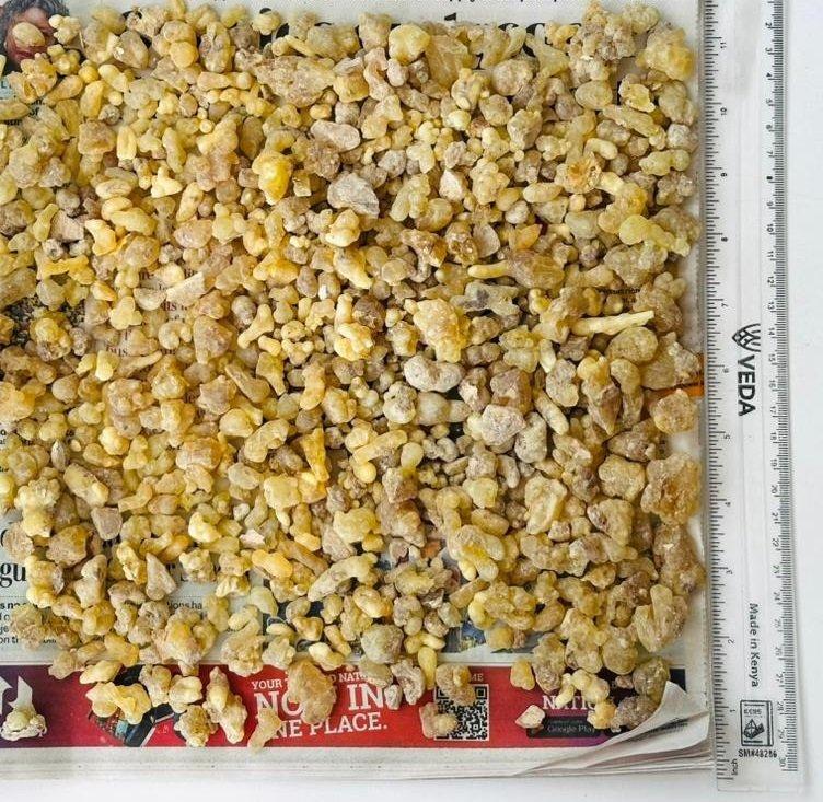 Gum Olibanum Boswellia Carterii