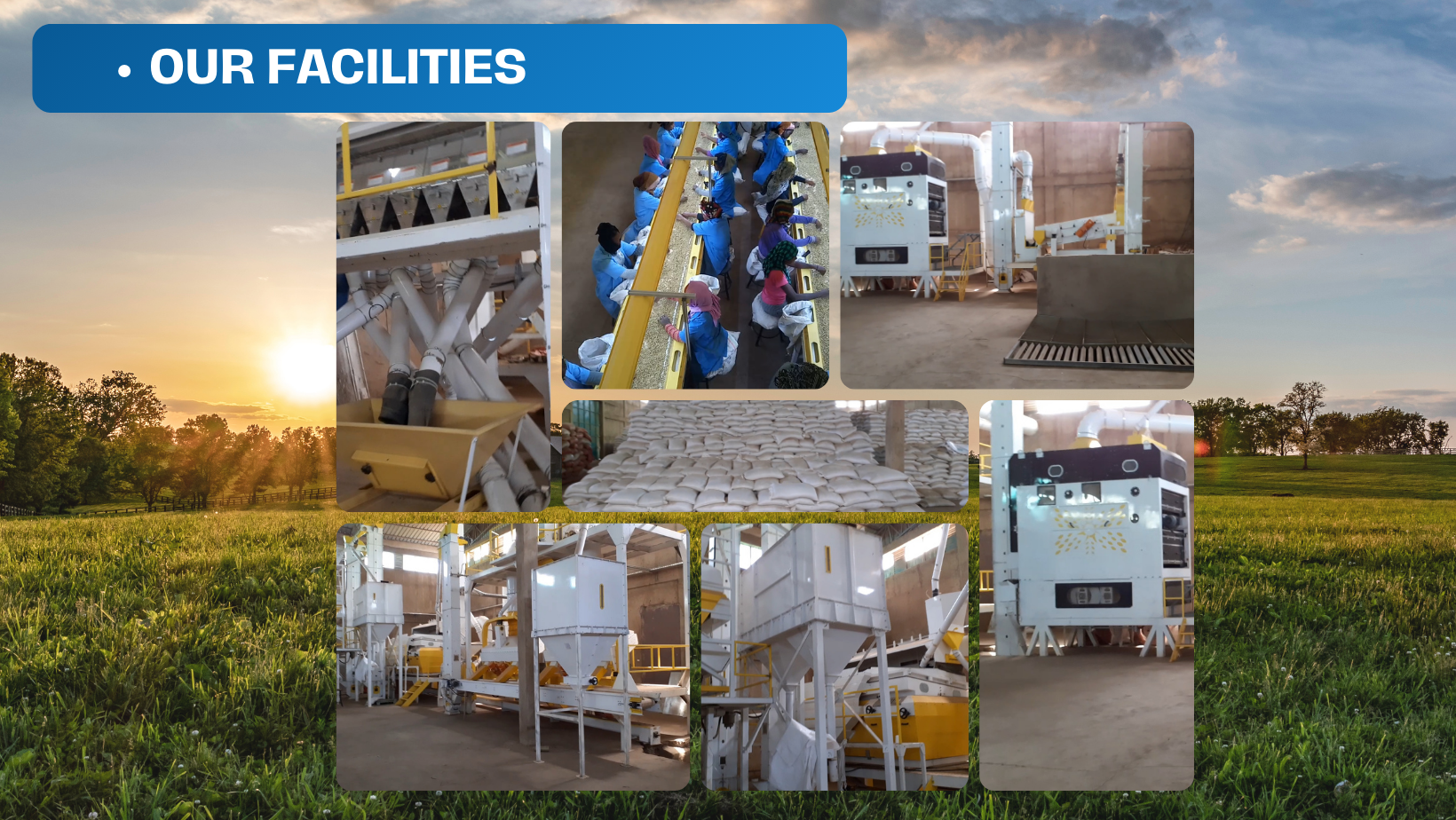 2024 New Crop Ethiopian Origin Desi Chickpeas Premium Quality Bulk Dried Machine Cleaned and Polished Kabuli Type