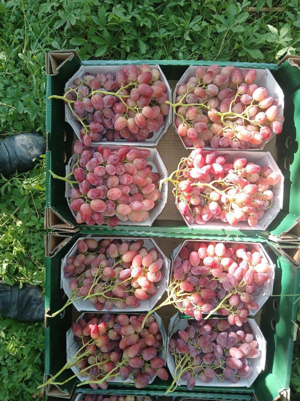 Fresh Grape Product 1