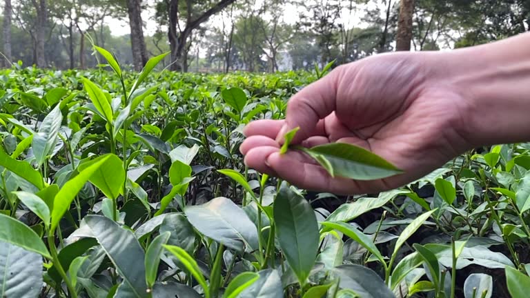Top 3 Tea Suppliers in Netherlands in May 2025 – A Deep Dive into the Dutch Tea Export Landscape