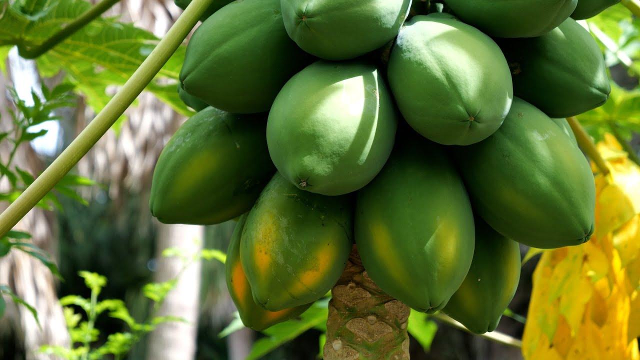Papaya 100% Natural South African High Quality Green/yellow Oval A Grade Yellow Packaging Fruit Wholesale Fresh Papaya Sale