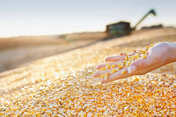 Top 4 Corn Suppliers in Portugal in May 2025: Navigating a Heated and Shifting Market