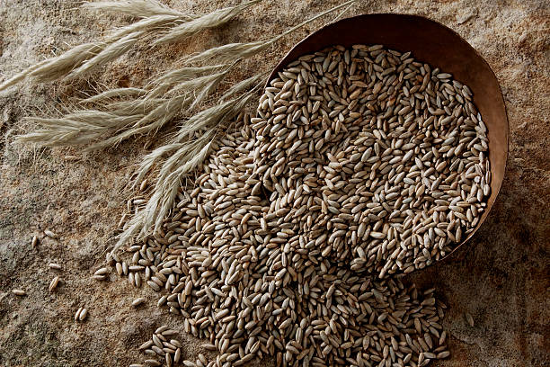 Top 3 Grain Suppliers in United Arab Emirates in Quarter 3 of 2025