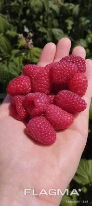 Frozen Berries and Fruits
