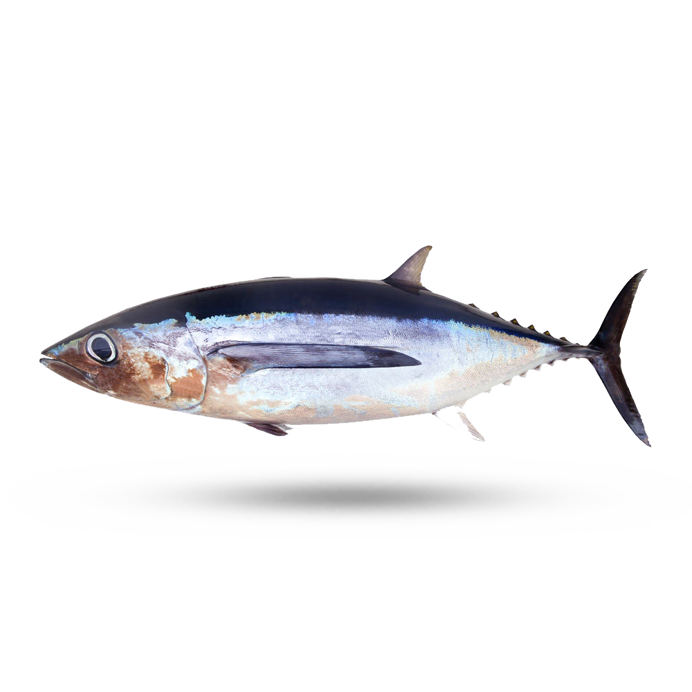 Premium Tuna Cuts