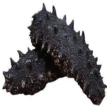 No Salt Cleaned Fresh Nutritious NATURE Original Seafood Freezing Dried Premium Sandfish Sea Cucumber