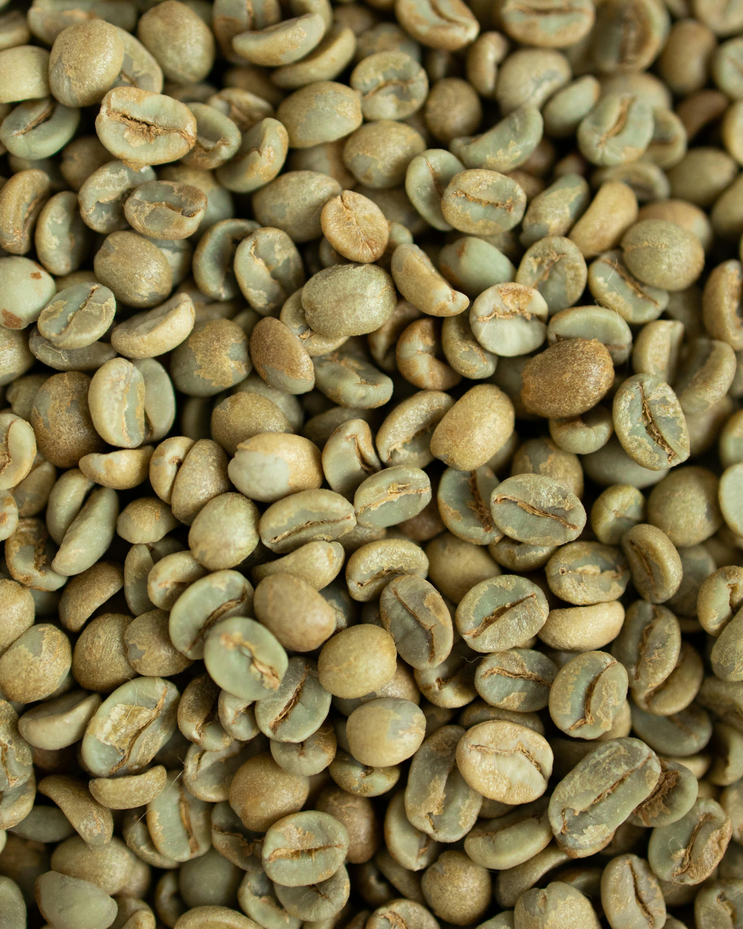 Top 3 Green Coffee suppliers in Canada