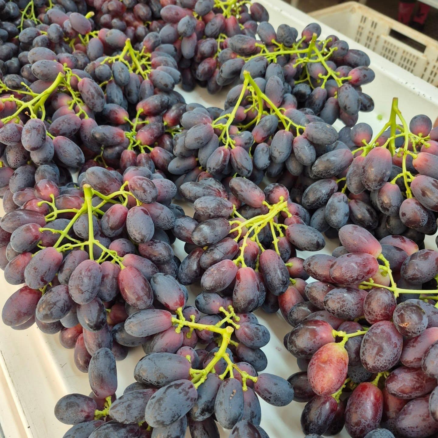 Early Sweet Grapes from Nine Fruits Exports for supply Export  to wholesale and  distributors