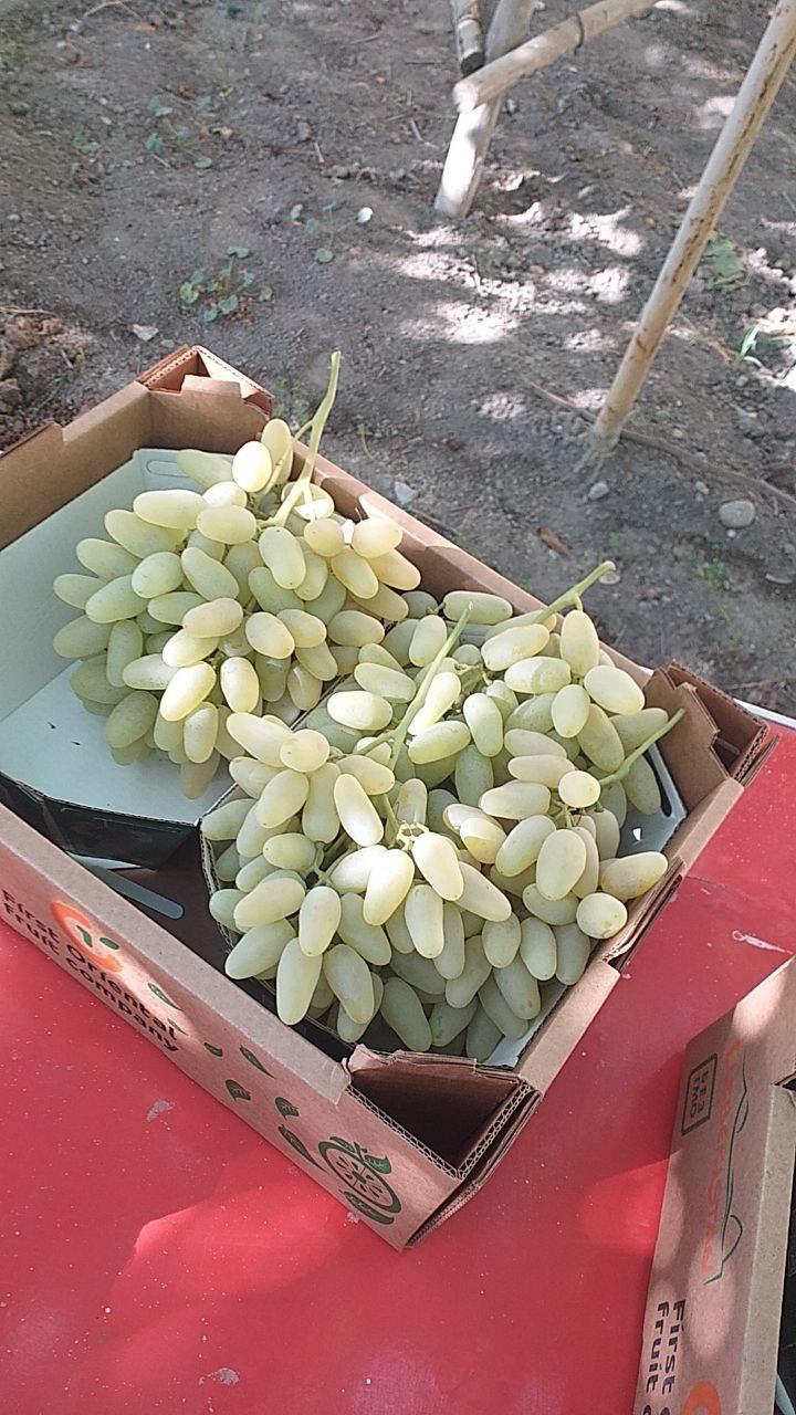 Fresh Grape Product 3