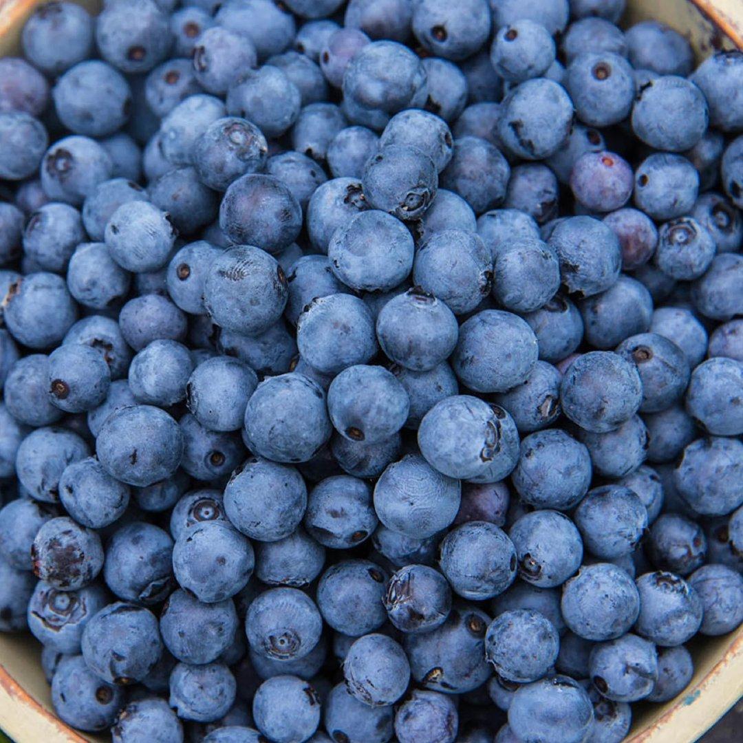 Blueberry Packaging