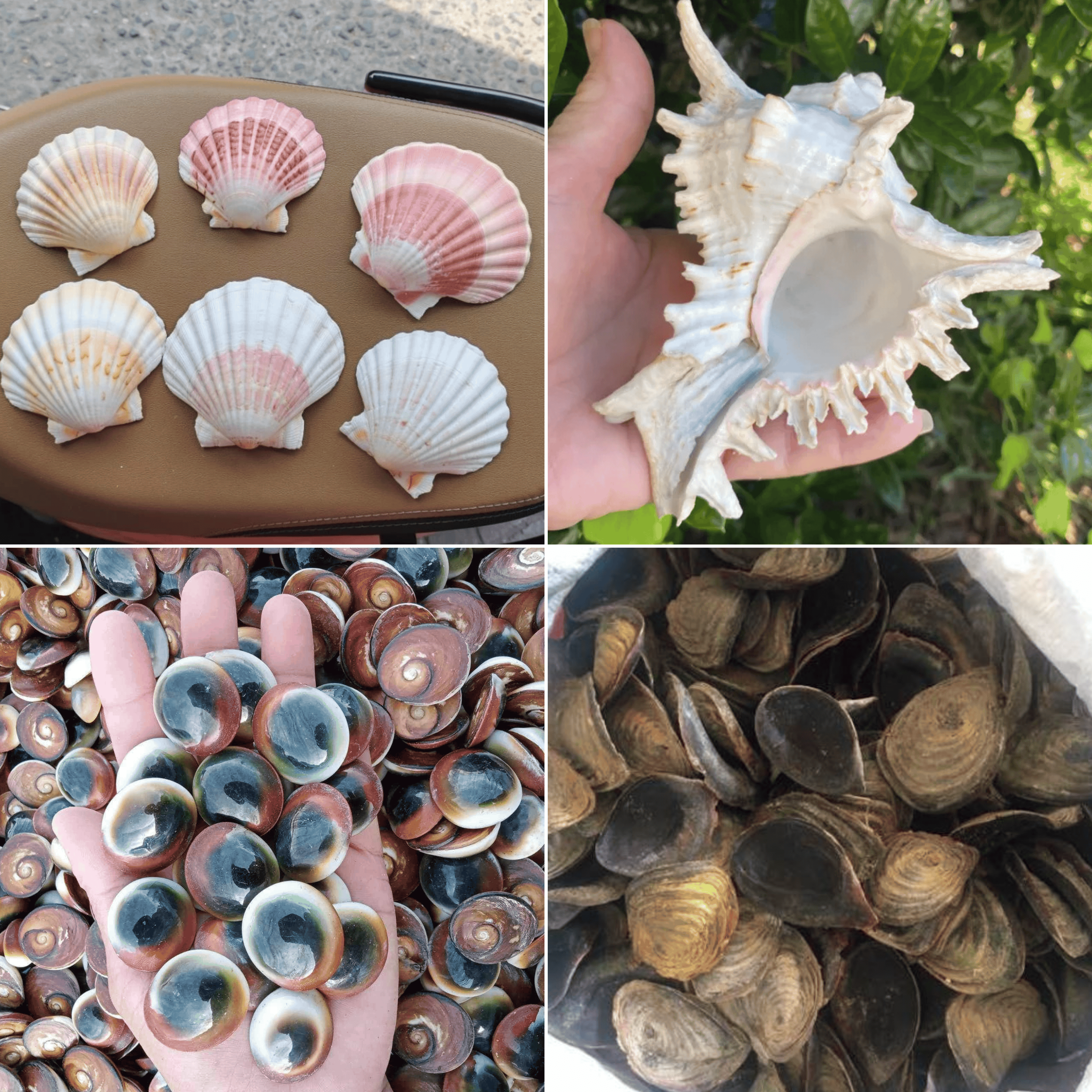 Natural Marine Seashells 2