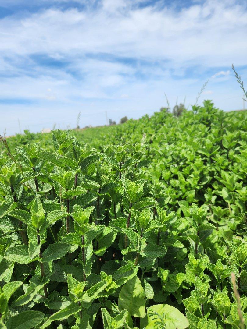 Moroccan Mint (Mentha) - Premium Quality