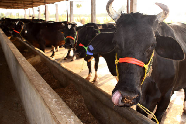 Top 6 Animal Cattle Feed Suppliers in Canada in September 2025