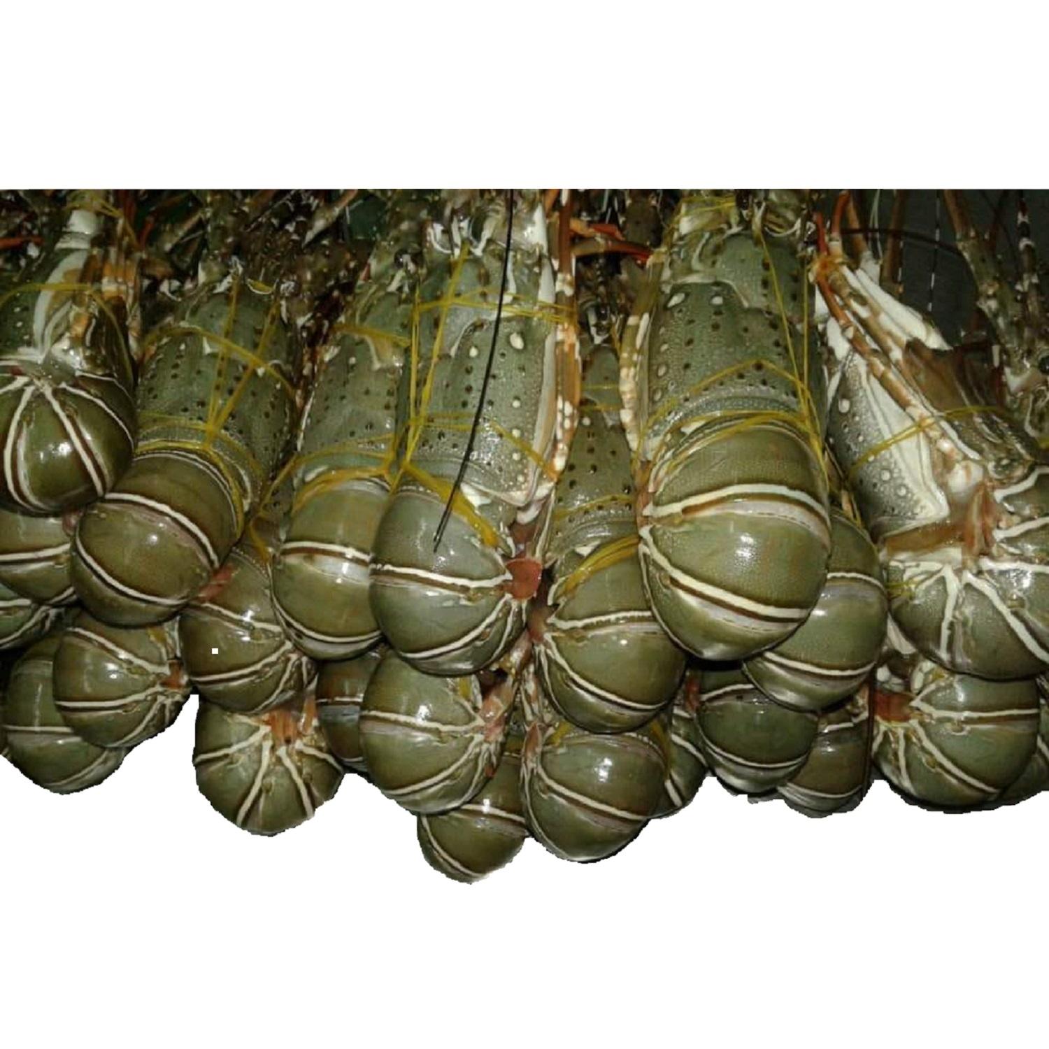 Frozen Fresh Jumbo Size Live Rock Lobster Green Lobster with Whole Tail in Box Cooked and Dried Styles for Food