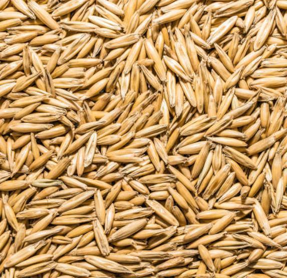 High Quality Oat Grain Hot Selling Original Flavar Bulk Unhulled Yellow Oats Seeds Sale