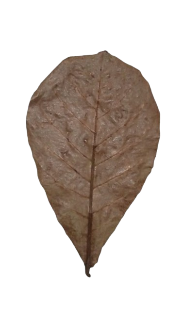 Premium Catappa Leaves