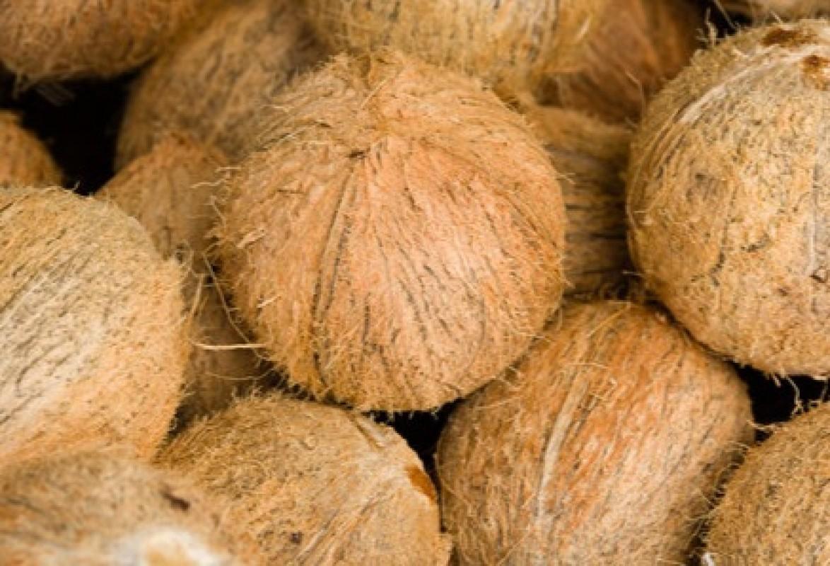 matured browned coconuts