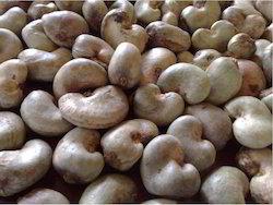 Cashew Harvest
