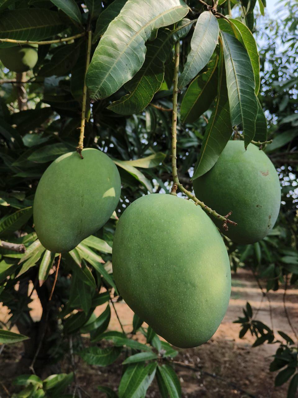 Imam Pasand Mango