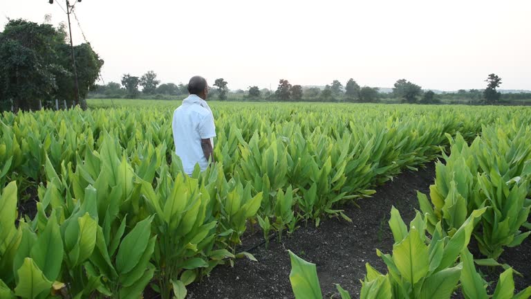 Top 9 Turmeric Suppliers in France in Year 2025