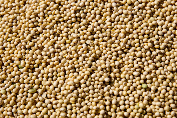 Top 4 Soybean Suppliers in Thailand in Week 22 of 2025: Market Insights, Strategic Moves & Supplier Picks